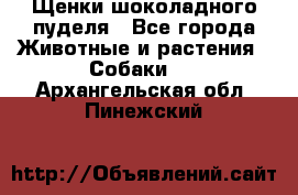 Щенки шоколадного пуделя - Все города Животные и растения » Собаки   . Архангельская обл.,Пинежский 